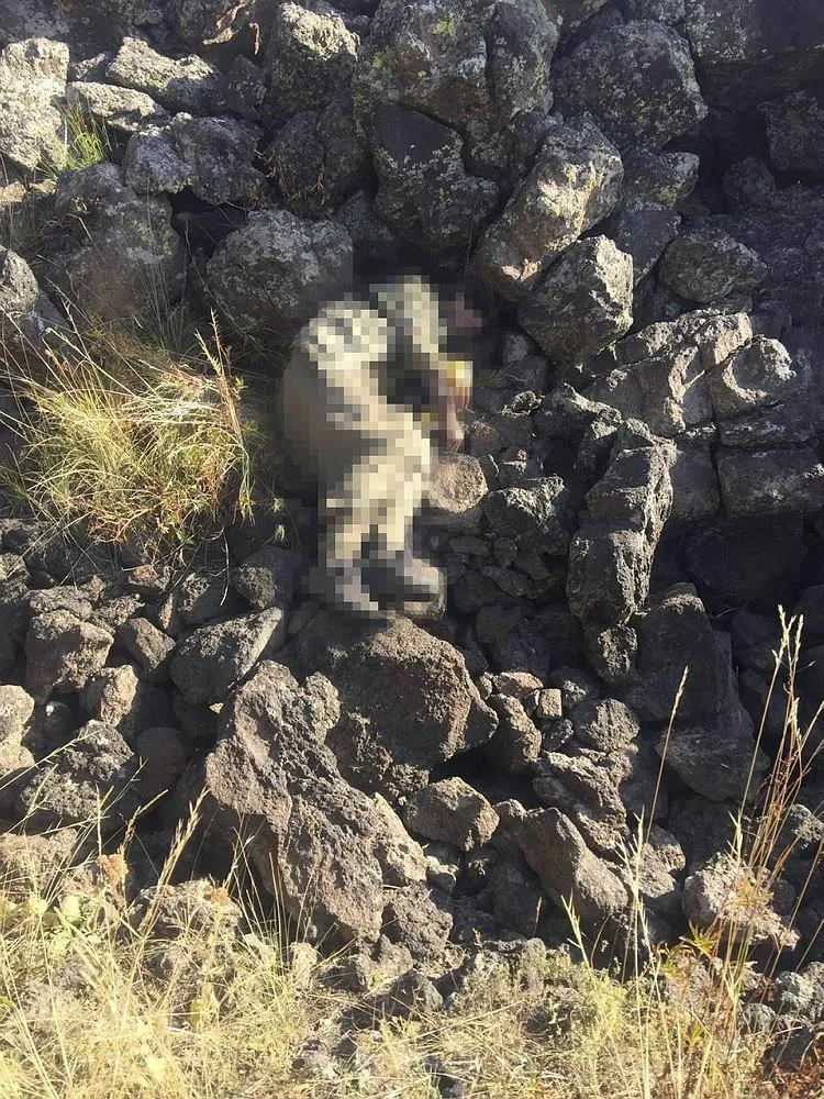 PKK'nın Tendürek bölge sorumlusu öldürüldü-2