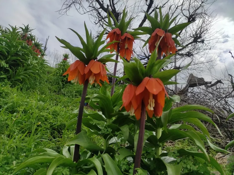 baharin-huzunlu-cicegi-omru-20-gunluk-koparana-700-bin-tl-ceza-1775723062028.jpg Baharın hüzünlü çiçeği: Ömrü 20 günlük koparana 700 bin TL ceza-3