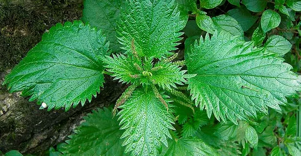 Isırgan otunun en iyisi belirlenecek-12