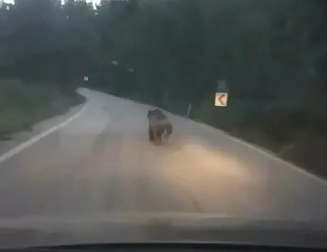 Köylüler ayıyı kovaladı!