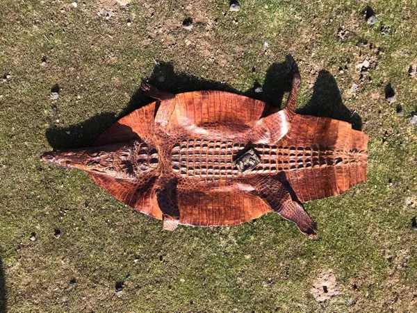 2-milyon-dolara-satmaya-calistilar-diyarbakirda-ele-gecirildi-timsah-derisi-ve-tunc-tablet-1640864339731.jpg 2 milyon dolara satmaya çalıştılar! Diyarbakır'da ele geçirildi: Timsah derisi ve tunç tablet...-3