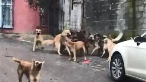 30’un üzerinde köpekle tek göz odada yaşayan kadın gözaltına alındı-1