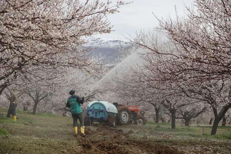 kayisi-bahceleri-gelinlik-gibi-bembeyaz-ureticinin-gozu-ilk-hasatta-1774689985113.jpg Kayısı bahçeleri gelinlik gibi bembeyaz: Üreticinin gözü ilk hasatta-8