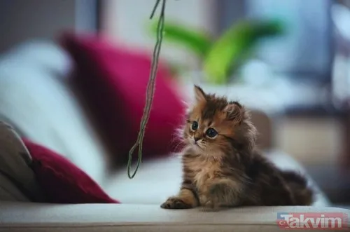 Rüyada eve kedi girmesinin anlamı ve yorumu nedir? Rüyada kedinin