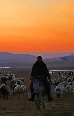 Doğuda yayla sevinci sürüyor