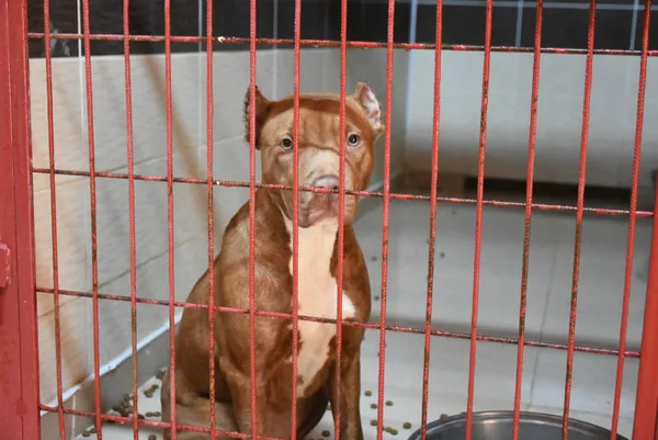 son-dakika-tarim-ve-orman-bakanligi-yasakli-kopek-irklarindan-20-bin-843-kopegin-kayit-altina-alindigini-acikl-1642171920925.jpg SON DAKİKA: Tarım ve Orman Bakanlığı yasaklı köpek ırklarından 20 bin 843 köpeğin kayıt altına alındığını açıkladı-3