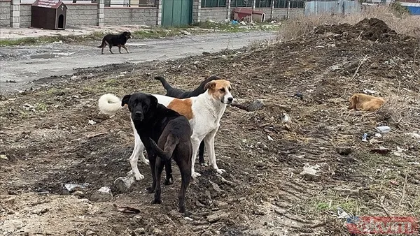 Başıboş sokak köpeği sorununa tarihsel bakış! Atatürk dönemindeki Resmi Gazete'de 'umumi mücade' vurgusu - 8