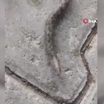 Elazığ’da çift başlı yılan görüldü