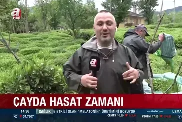 Karadeniz'de çay hasadı başladı