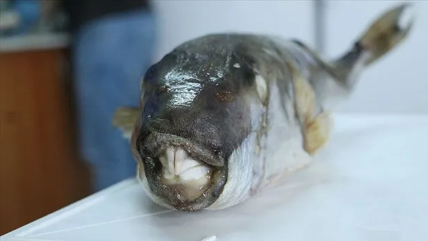 balon-baligi-karari-avlayanlara-buyuk-destek-1659679038260.jpeg Balon balığı kararı! Avlayanlara büyük destek-2