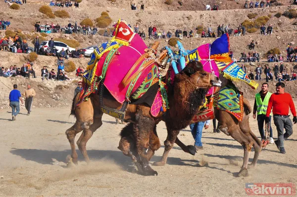 Son anda kurtuldular! Manisa'da deve güreşlerinde ezilme tehlikesi - 3