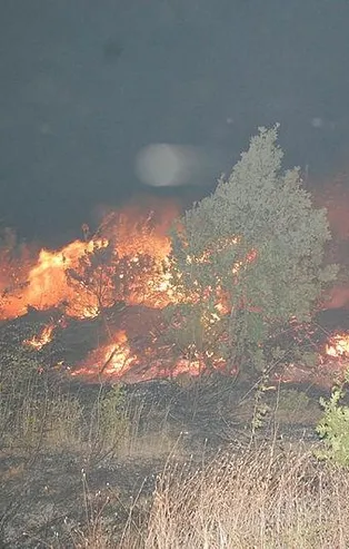 Son dakika: Tekirdağ'da orman yangını