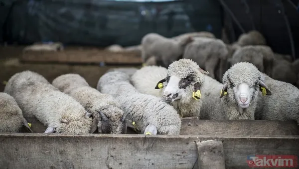 Kurban nasıl kesilir? Kurban için vekalet nasıl verilir? Kurban ibadetinde nelere dikkat edilmeli? Diyanet kurbanda dikkat edilmesi gerekenleri açıkladı - 18