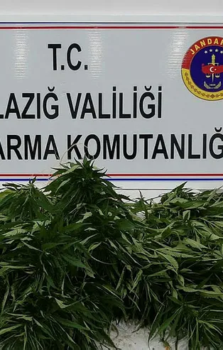 Elazığ'da 73 kök Hint keneviri ele geçirildi