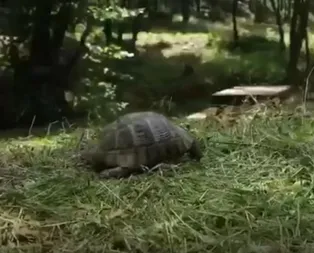 İBB Başkanı Ekrem İmamoğlunun kent ormanı yalanını ortaya çıkaran kaplumbağa detayı