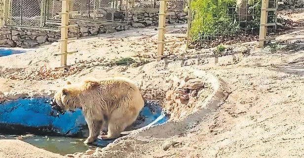 Gazetecilerin süs havuzuna düşen drone kamerasını boz ayı kurtardı