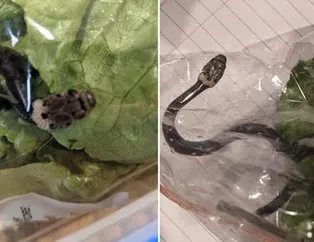 yilan fiyatlari sahibinden