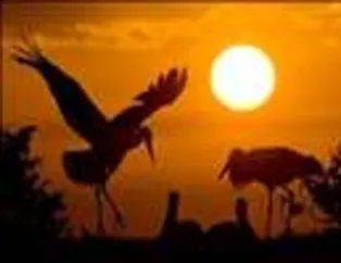 Muhteşem kareler - 44