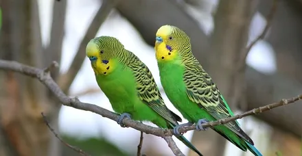 Rüyada Muhabbet Kuşu Görmek Ne Anlama Gelir Takvim