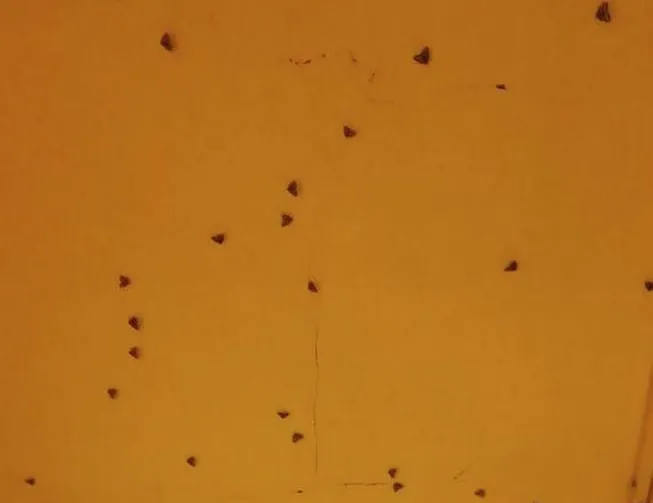 Vampir kelebekler: İstanbul