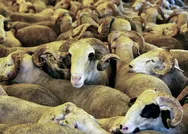 15 Temmuz bayramla birleşti mi? 2021 Kurban Bayramı ne zaman, tatil kaç gün sürecek? Kurban Bayramı tatili uzatıldı mı?