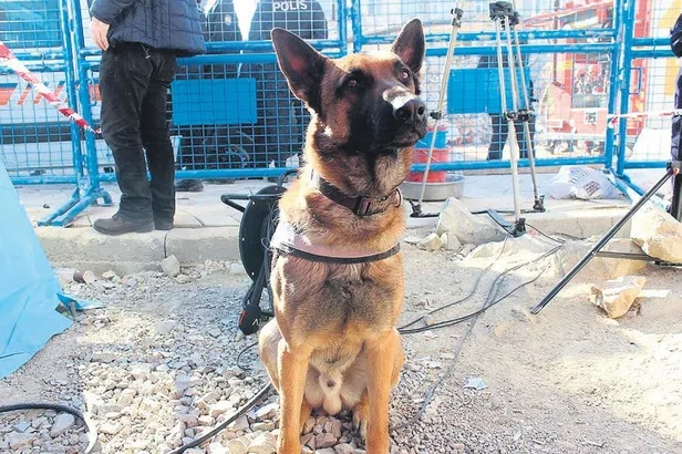 arama-kurtarma-kopegi-altar-izmirde-bir-kez-daha-kahramanlasti-1604355576024.jpeg Arama-Kurtarma köpeği Altar İzmir’de bir kez daha kahramanlaştı-2