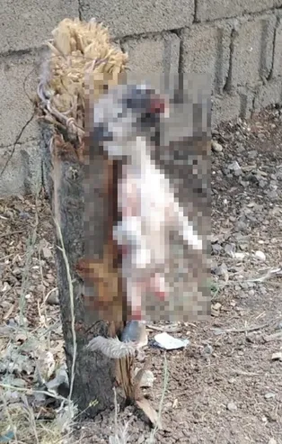 Kahramanmaraş’ta köpeği ayaklarından bağlayıp öldürdüler
