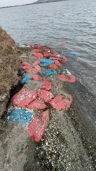 Edirne’de 1,5 ton midye ve 260 kilo ‘damiana’ otu ele geçirildi-1