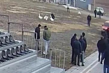 Kaz baskını