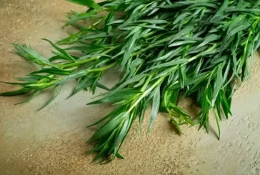 Tarhun diş ağrısına iyi gelir