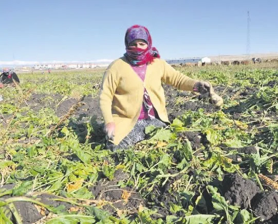 Pancar üreticisine müjde