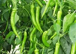 Şimdi de biberin kilosu 10 TL