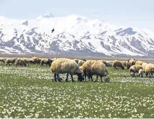 Dağlara bahar geldi