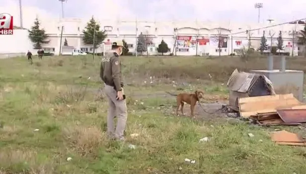 Pitbull cinsi köpek ölüme terk edildi
