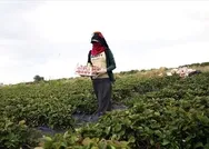 Tarımda kadınlar için iş seferberliği