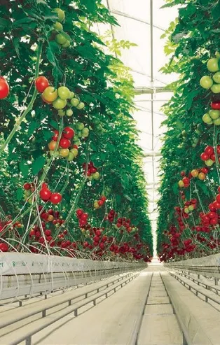 Sera üreticileri son yıllarda kazançlarından hayli memnun