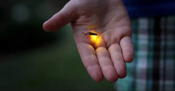 Rüyada ateşböceği görmek ne anlama gelir?