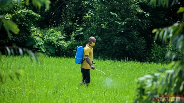 Doğal Ve Etkil Bu Basit Yöntem, Meyvelerinizin Üzerindeki Zararlı Kalıntılardan Kurtulmak İçin İdeal. İşte Japonlardan Öğrenilen O Etkili Tarif ⤵ Gerekli...
