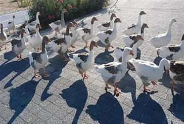 Balıkesir'de kazlara şartlı tahliye: Denize girmemek kaydıyla serbestler