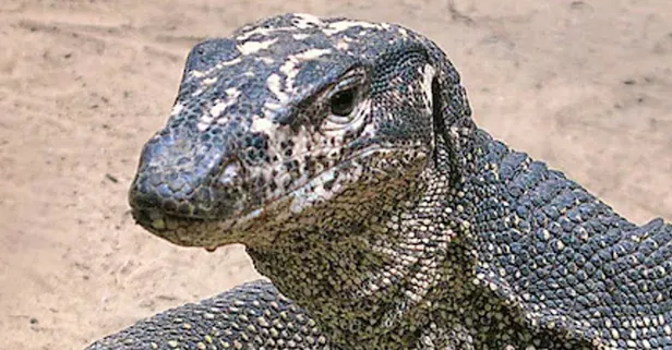 Yuh artık! Hindistan'da 4 avcı Bengal kertenkelesini istismar ederken yakalandı