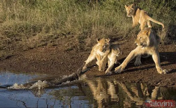 Yılan evcil köpeğe saldırdı! Dehşet dolu anlar... - 32