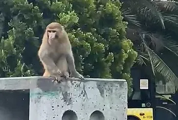 Fatih’te firari maymun alarmı