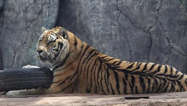 Rus virologtan ezber bozan açıklama! Koronavirüsün yarasadan bulaştığını biliyoruz ama...-2