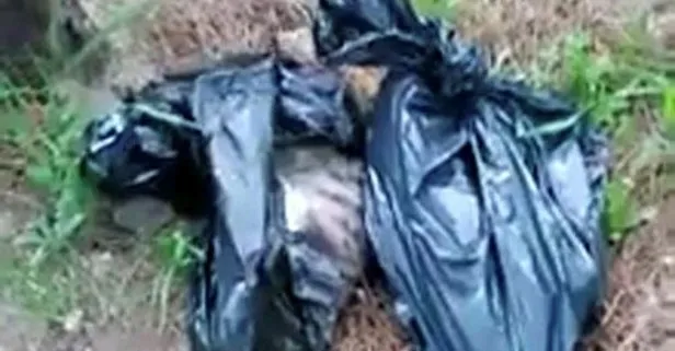 Denizli’de ormanlık alanda dehşet! Poşetlerin içinden 6 kedi ölüsü bulundu
