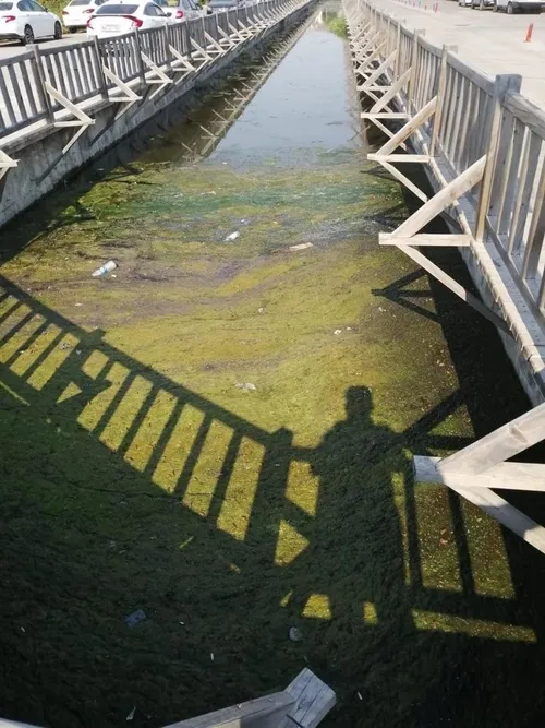 Son dakika: Fethiye’de mide bulandıran görüntüler! Kanal pislikten görünmüyor, koku pencere kapattırıyor-2