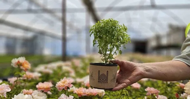 Fesleğenin bilinmeyen faydaları: Öksürüğü kesiyor, haşereleri uzaklaştırıyor