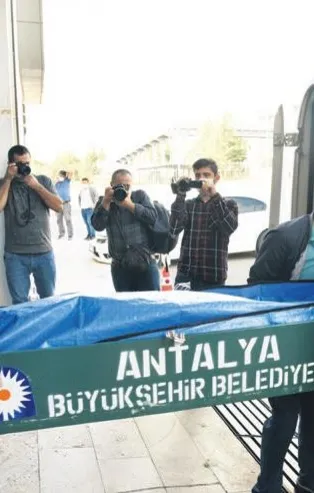 Mesele ağaç değil