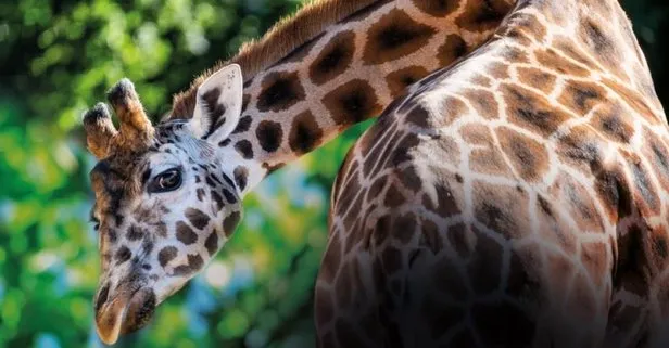 Kenya’da 3 Rothschild zürafası elektrik akımına kapılarak öldü