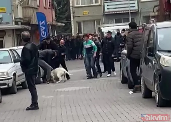 Malatya'da 'pitbull'lu dehşet! Kavga ettiği kişilerin üzerine köpeği saldı: 3 yaralı - 16
