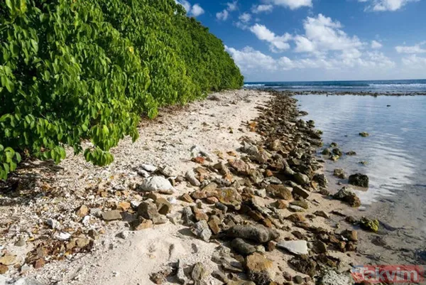 Dünyanın en tehlikeli ağacı! Dallarının altında durmak bile öldürebilir - 13